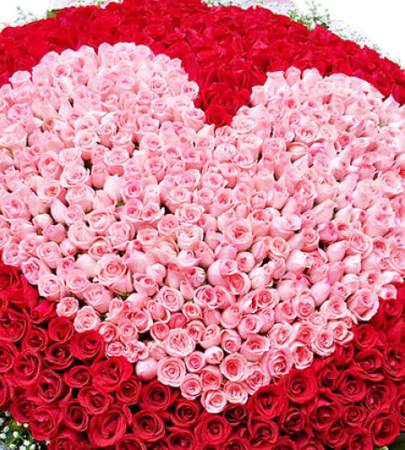 心的唯一-999枝玫瑰（红、粉玫瑰），外围满天星、栀子