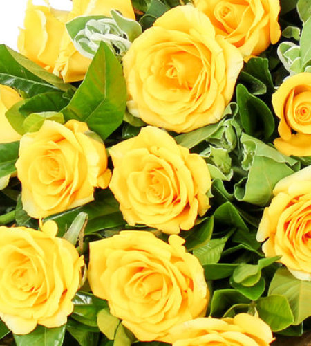 父爱无言-13朵黄玫瑰，搭配栀子叶、高山积雪