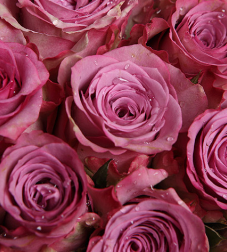 街角的幸福-紫玫瑰33枝，满天星围绕