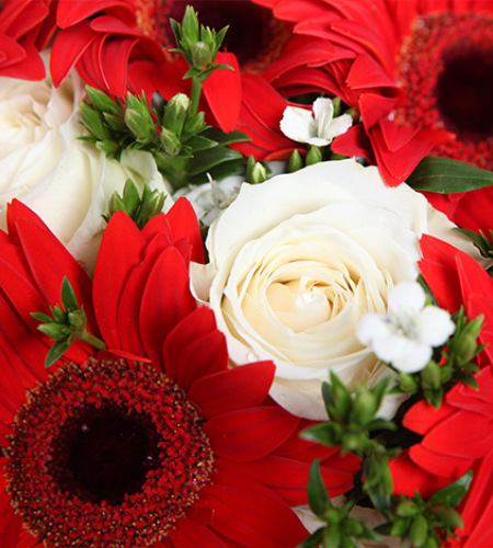 舞动青春-11枝红色太阳花，雪山白玫瑰3枝