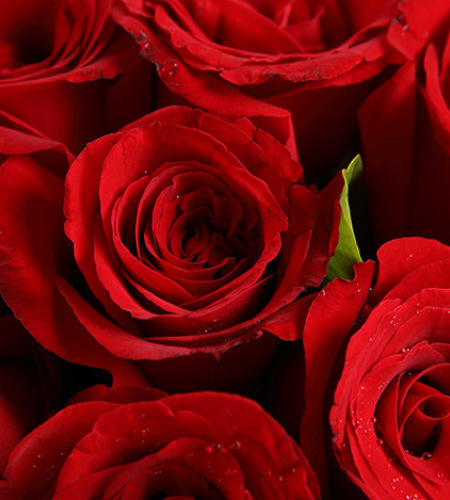 致美丽的你-红玫瑰11枝，满天星围绕，栀子叶0.5扎