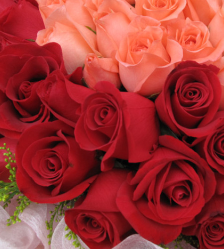 完美的爱-33枝粉玫瑰居中，66枝红玫瑰围绕，5寸小熊一只