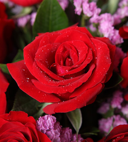 爱的纪念日-红玫瑰11枝,勿忘我、栀子叶
