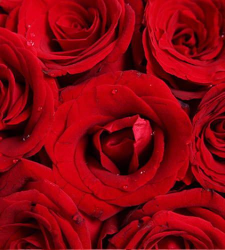 热恋-红玫瑰50枝