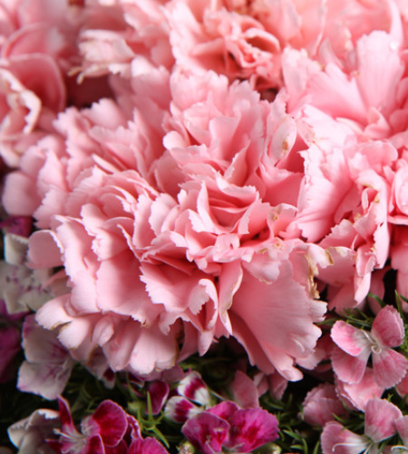 美丽春漾-16枝粉色康乃馨,石竹梅