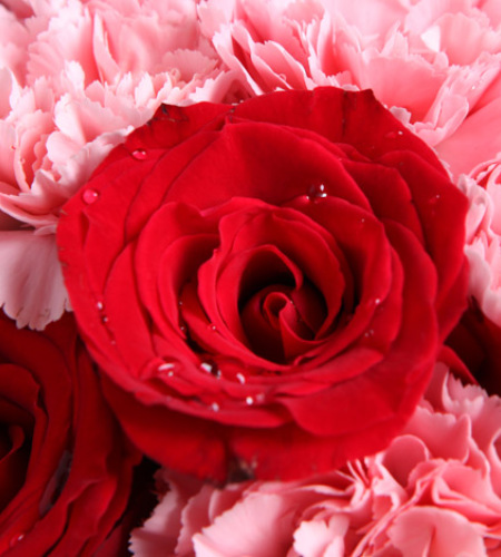 你的笑靥-13枝粉康乃馨，9枝红玫瑰