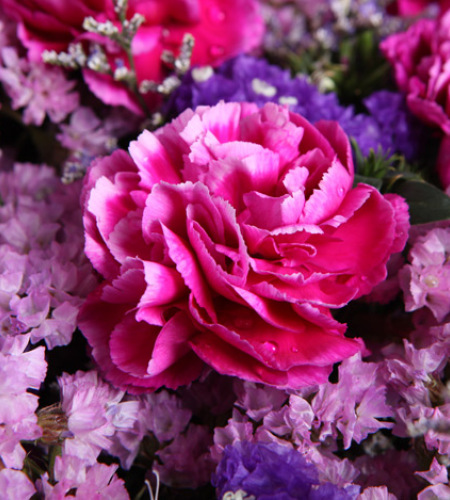 紫为你动馨-16枝紫康乃馨，适量粉+紫勿忘我