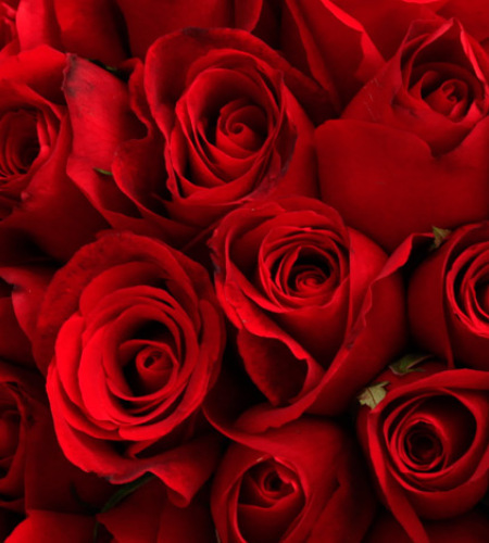 永恒的爱情-红玫瑰99枝，满天星、黄莺围绕一周