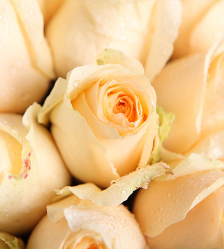 爱的华尔兹-香槟玫瑰33枝，叶上花围绕
