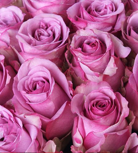 紫霞仙子-紫玫瑰36枝，石竹梅围绕
