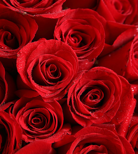 心上人-红玫瑰66枝，满天星围绕