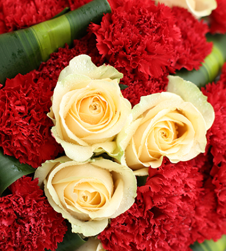和煦的爱-红色康乃馨33枝，香槟玫瑰9枝