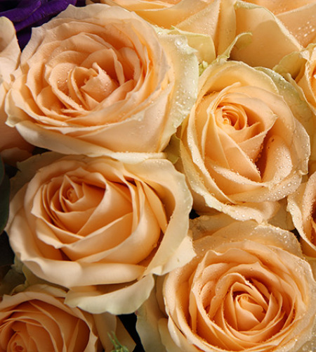 金色海岸-香槟玫瑰29枝，紫色桔梗3枝，白色桔梗2枝，尤加利适量