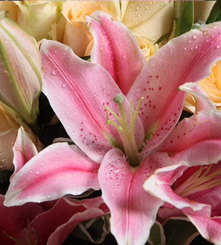 温暖的时光-香槟玫瑰29枝，粉色香水百合3枝，叶上花3枝