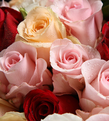 甜心-粉佳人15枝，香槟玫瑰8枝，红玫瑰6枝