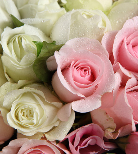 甜美公主-白玫瑰22枝，粉佳人粉玫瑰14枝，粉色桔梗5枝
