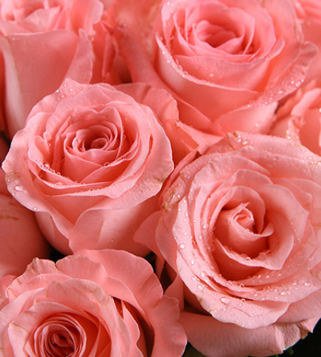 纯美时光-戴安娜粉玫瑰11枝，搭配白色满天星栀子叶