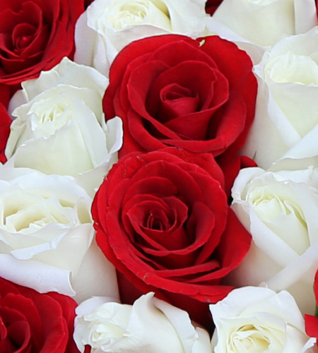I LOVE YOU-精选红玫瑰、白玫瑰99朵，白玫瑰LOVE造型
