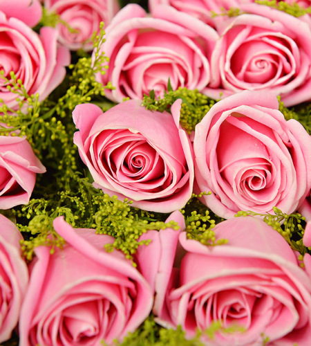 高级定制-19枝昆明优质粉玫瑰