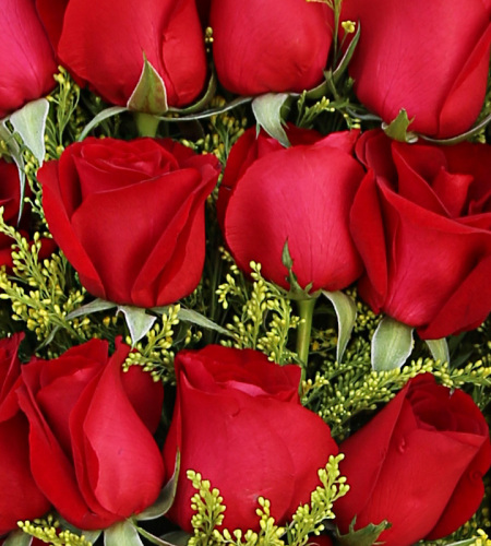 一抹朱砂-19朵红玫瑰鲜花礼盒