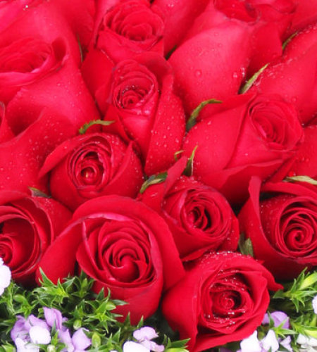 真爱如初-33朵红玫瑰，搭配相思梅