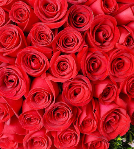 满载幸福-99朵红玫瑰，外围黄莺、相思梅点缀