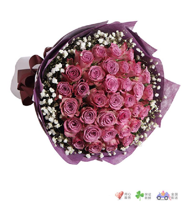 街角的幸福-紫玫瑰33枝，满天星围绕-鲜花速递